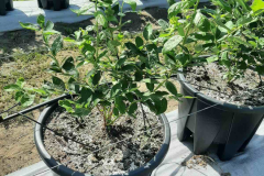 viber_image_2022-02-23_07-42-59-076