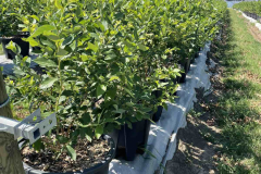 viber_image_2022-07-21_08-24-16-909